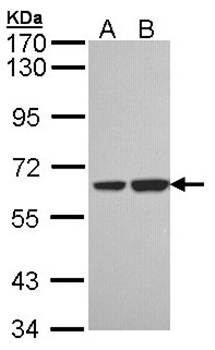 SNX18 antibody