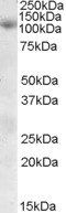 Goat anti-SNX19 Antibody