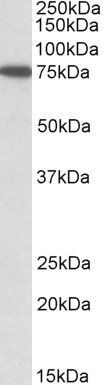 Goat anti-SNX1 Antibody