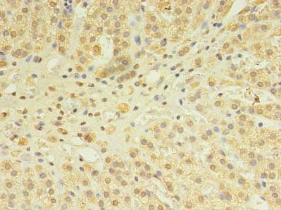 SNX24 Antibody