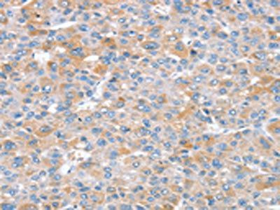 SNX25 Antibody