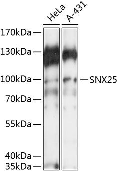 SNX25 antibody