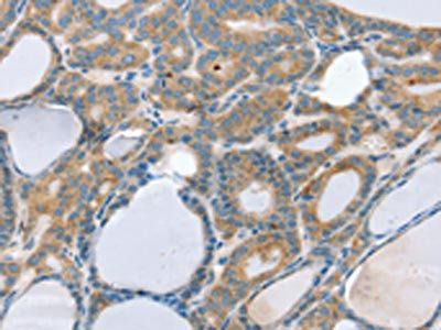 SNX29 antibody