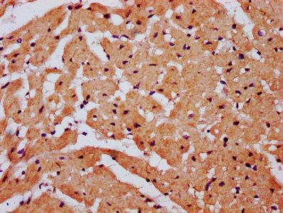SNX33 Antibody