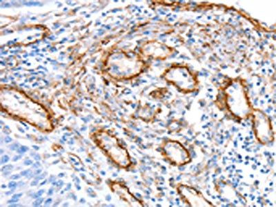 SNX33 Antibody