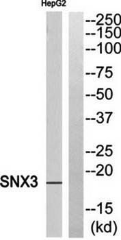 SNX3 antibody