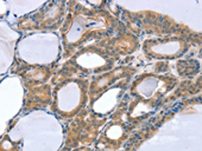 SNX4 Antibody