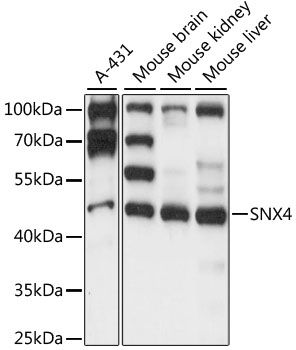 SNX4 antibody