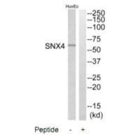 SNX4 antibody