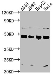 SNX5 antibody