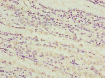 SNX7 Antibody