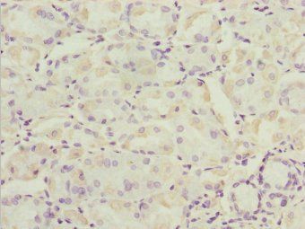 SNX7 Antibody