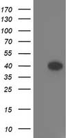 SNX8 antibody