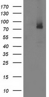 SNX8 antibody