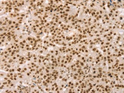 SNX8 Antibody