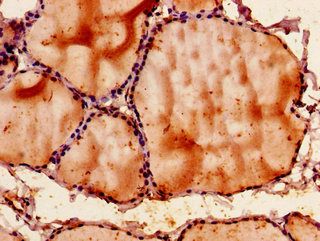SNX9 Antibody
