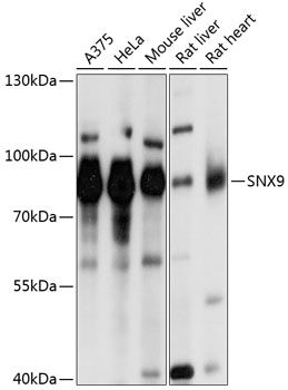 SNX9 antibody