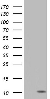 SOAT 2 Antibody