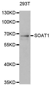 SOAT1 antibody
