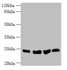 Socs3 Antibody