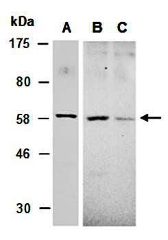 SOCS6 (C) Antibody, Rabbit Polyclonal