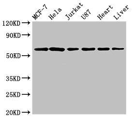 SOCS7 antibody