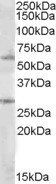 Goat anti-SOCS7 Antibody