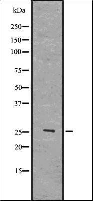 SOD-3 antibody