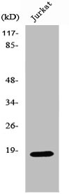 SOD1 Antibody