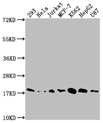 SOD1 Recombinant Monoclonal Antibody