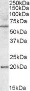 BAG4 antibody