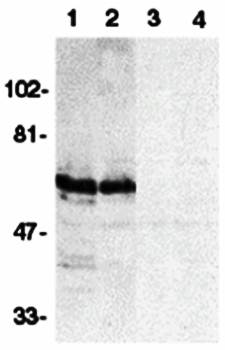 SODD Antibody