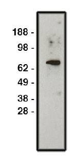 Sodium/hydrogen exchanger 1 antibody