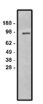 Sodium/hydrogen exchanger 1 antibody