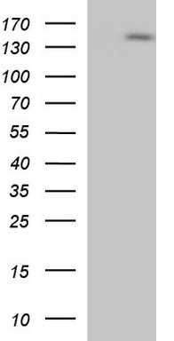 Solo (SESTD1) antibody