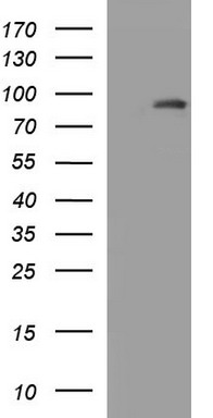 Solo (SESTD1) antibody