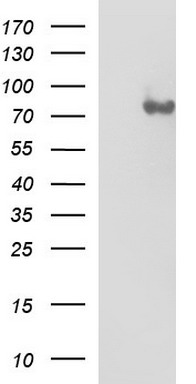 Solo (SESTD1) antibody