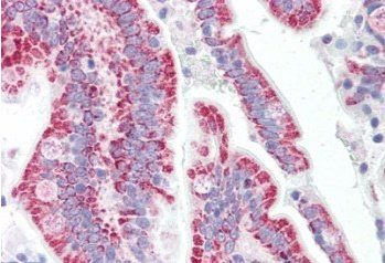 Goat anti-SON Antibody