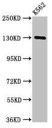 SORCS1 antibody