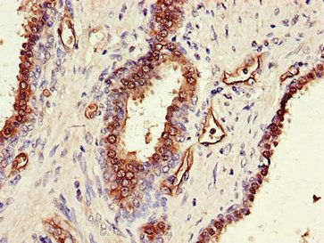 SORD Antibody