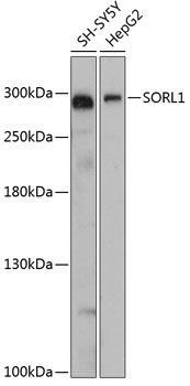 SORL1 antibody
