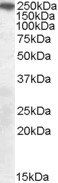 Goat anti-SORL1 / LR11 (C Terminus) Antibody