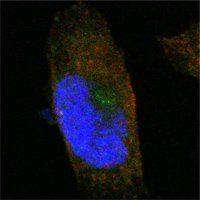 SORL1 Antibody