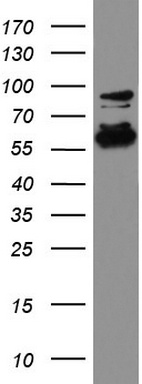 SorLA (SORL1) antibody