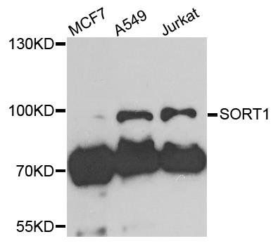 SORT1 antibody