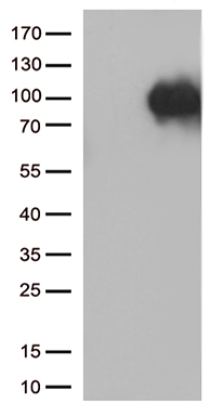 Sortilin (SORT1) antibody