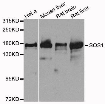 SOS1 antibody