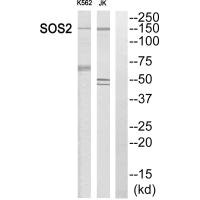 SOS2 antibody