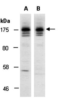 SOS2 antibody