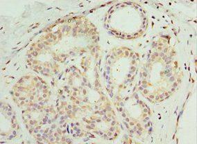 SOST Antibody